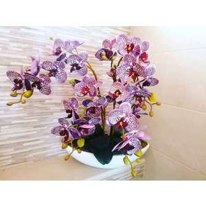 Lila 4 virágos orchidea kerámia kaspóban kép