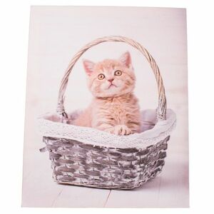 Kittie in basket vászonkép, 30 x 40 cm kép