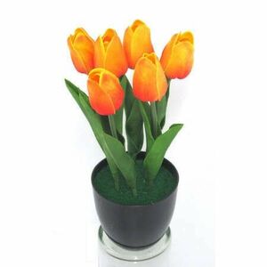 Tulipán cserepes narancssárga kép
