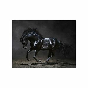 Vászon falikép, fekete ló, 60x150 cm, fekete - VORONOI - Butopêa kép