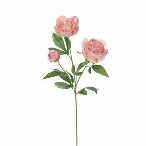Mű bazsarózsa, 67 cm, rózsaszín kép