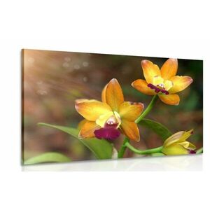 Kép narancssárga orchidea kép