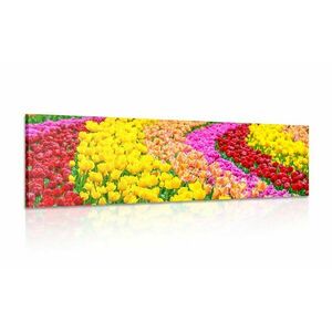 Kép színes tulipánok kép