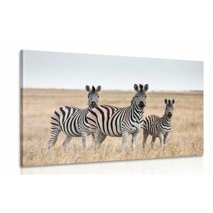 Kép három zebra szavannában kép