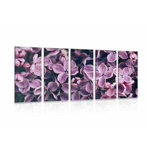 5-részes kép lila orgona virágjai kép