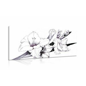 Kép virágzó kardvirág ilusztráció kép