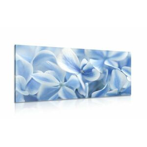 Kép kék-fehér hortenzia virág kép