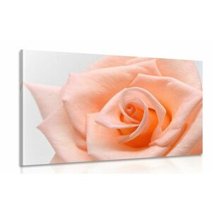 Kép barack színű rózsa kép