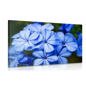 Kék virágok kép