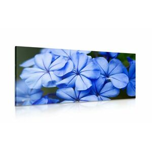 Kép csodálatos kék virág kép