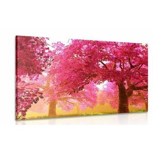 Kép varázslatos virágzó cseresznye fák kép