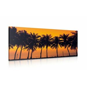 Kép naplemente pálmafák felett kép