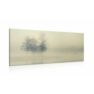 Kép fák ködben kép