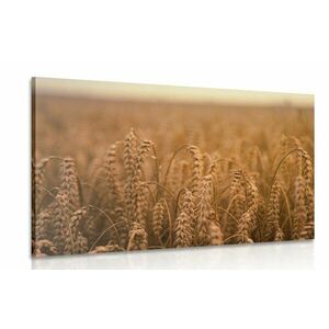 Kép gabona mező kép