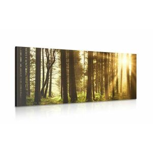 Kép napsugárral borított erdő kép