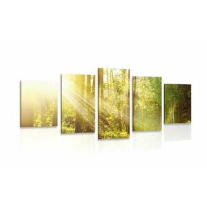 5 részes kép napsugarak erdőben kép