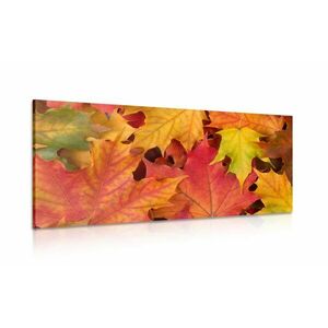 Kép őszi levelek színei kép
