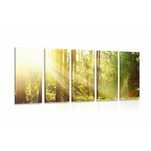 5-részes kép napsugarak az erdőben kép