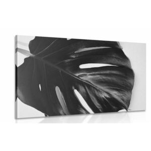 Kép könnyezőpálmafa levél fekete fehérben kép