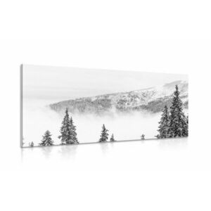 Kép fenyőfák hópaplan alatt fekete fehérben kép