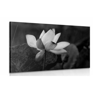 Kép lótusz virág fekete fehérben kép