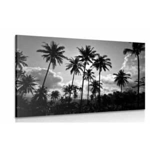 Kép kókuszdió pálmák a tengerparton fekete fehérben kép