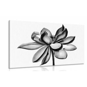 Kép akvarell lótuszvirág fekete fehérben kép