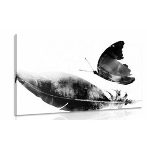 Kép lepke és toll fekete fehérben kép