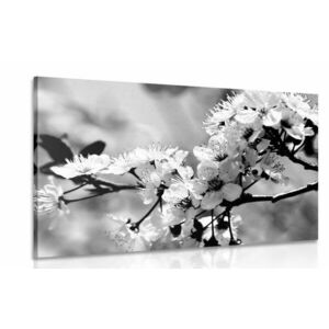 Kép cseresznye virág fekete fehérben kép