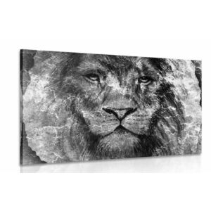 Kép oroszlán arc fekete fehérben kép