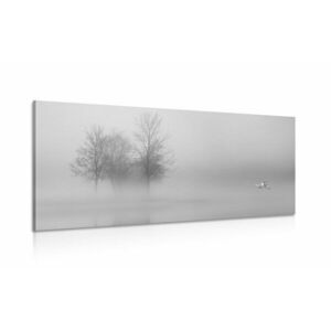 Kép fák ködben fekete fehér kivitelben kép