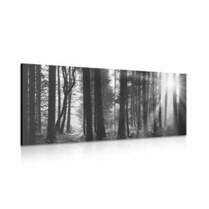 Kép napsugárral borított erdő kép