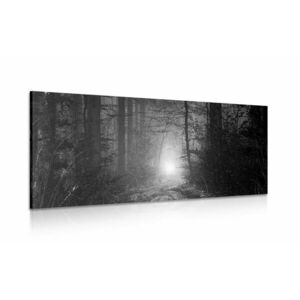 Napsugár erdőben fekete fehérben kép