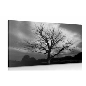 Kép fa réten fekete fehérben kép
