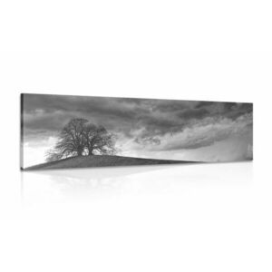 Kép fekete fehér magányos fák kép
