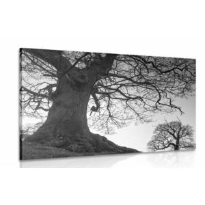 Kép fák szimbiózusa fekete fehérben kép