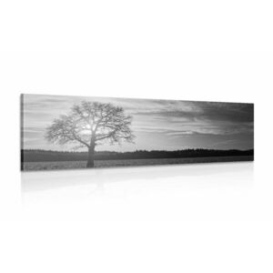 Kép magányos fa fekete fehérben kép