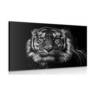 Kép tigris fekete fehér kivitelben kép