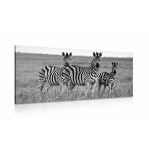 Kép három zebra szavannában kép