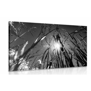 Kép mezei fű fekete fehérben kép