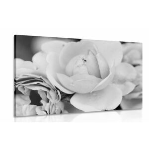 Kép tele rózsával fekete fehérben kép