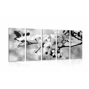 5-részes kép cseresznye fa virágzásban fekete fehérben kép
