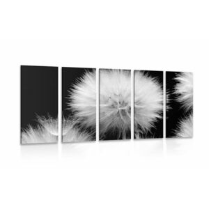 5 részes kép pitypang fekete fehérben kép