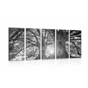 5-részes kép feketefehér fenséges fák kép