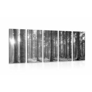 5-részes kép reggel az erdőben fekete fehérben kép