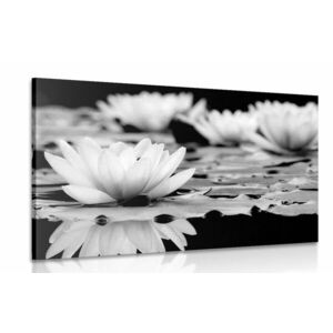 Kép lótusz virág fekete fehérben kép