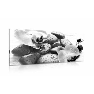 Kép kövek és virágok összhatása fekete fehérben kép