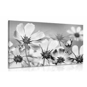 Kép kerti virágok fekete fehérben kép