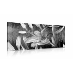 Kép virágzó liliom fekete fehérben kép