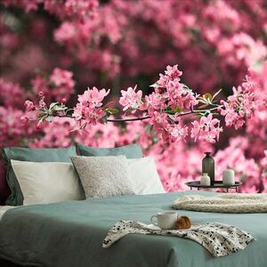 Tapéta cseresznyefa virág közelről kép